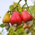 Cashew nuts