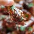 Slow Cooker Sticky Chicken Wings