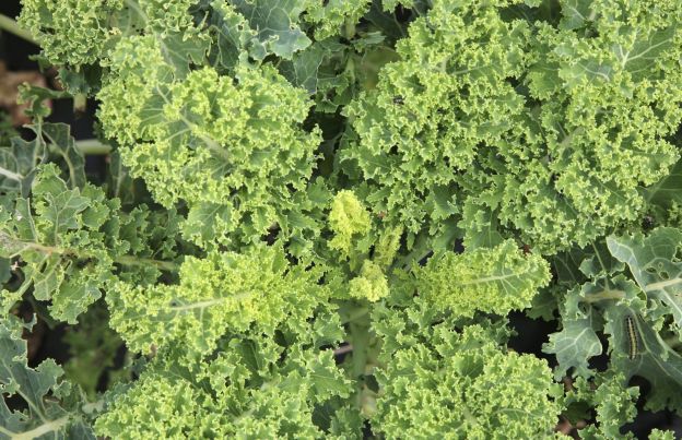 44. Kale