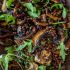 Mushroom, lemon and lentil salad