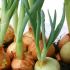 Onions