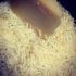 Parmesan - Italy