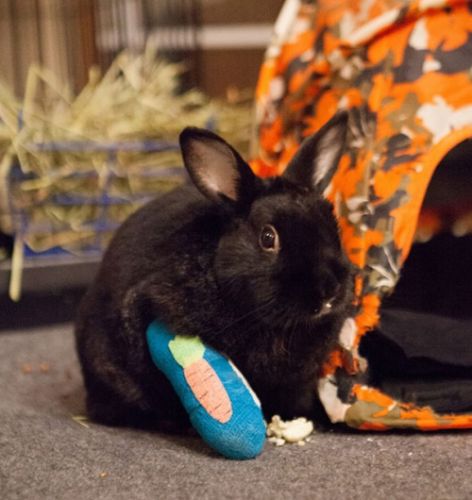 Baby animals in casts