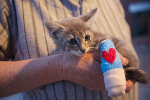 Baby animals in casts