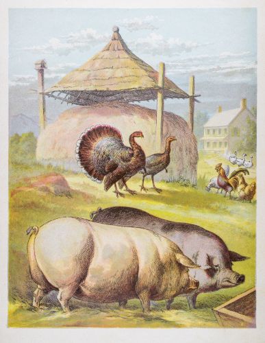 Cockentrice