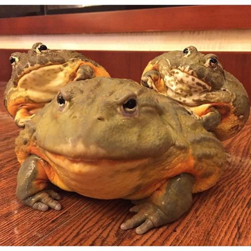 African Bullfrog