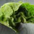 Lettuce