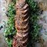 Soy sesame maple pork tenderloin
