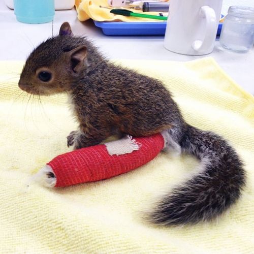 Baby animals in casts