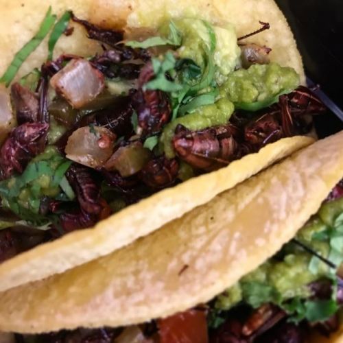 Toloache's Grasshopper Tacos