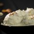 White chicken korma