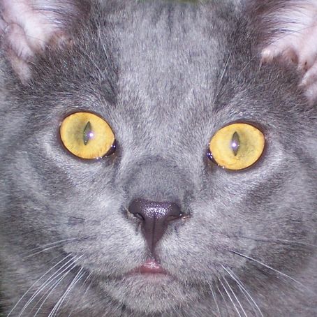 MOTHER'S PINEAPPLE  CHEESECAKE