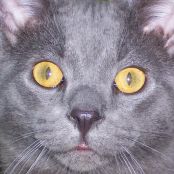 MOTHER'S PINEAPPLE  CHEESECAKE