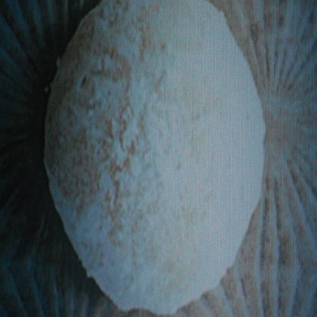 MEXICAN WEDDING CAKE COOKIES