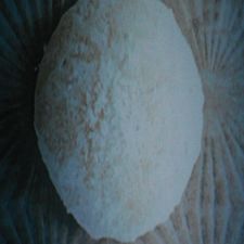 MEXICAN WEDDING CAKE COOKIES