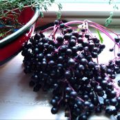 Elderberry Syrup