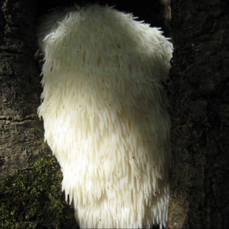 Lion's Mane Mushroom Alfredo Sauce