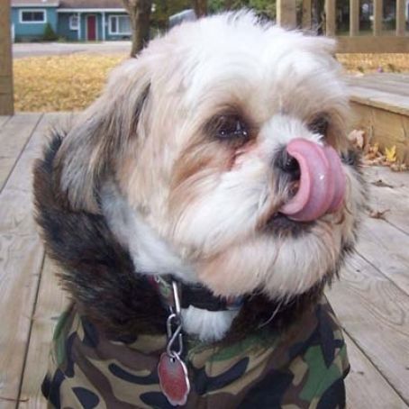 Peanut Butter Dog Treats