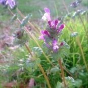 Foraged Henbit Pancakes