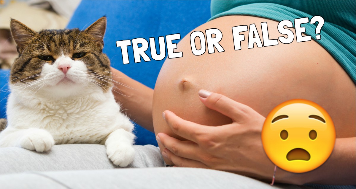 Is It Really DANGEROUS For Pregnant Women to be Around Cats?