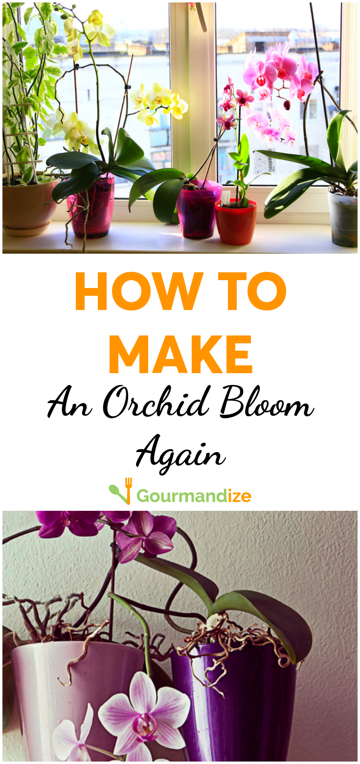 How To Make An Orchid Bloom Again