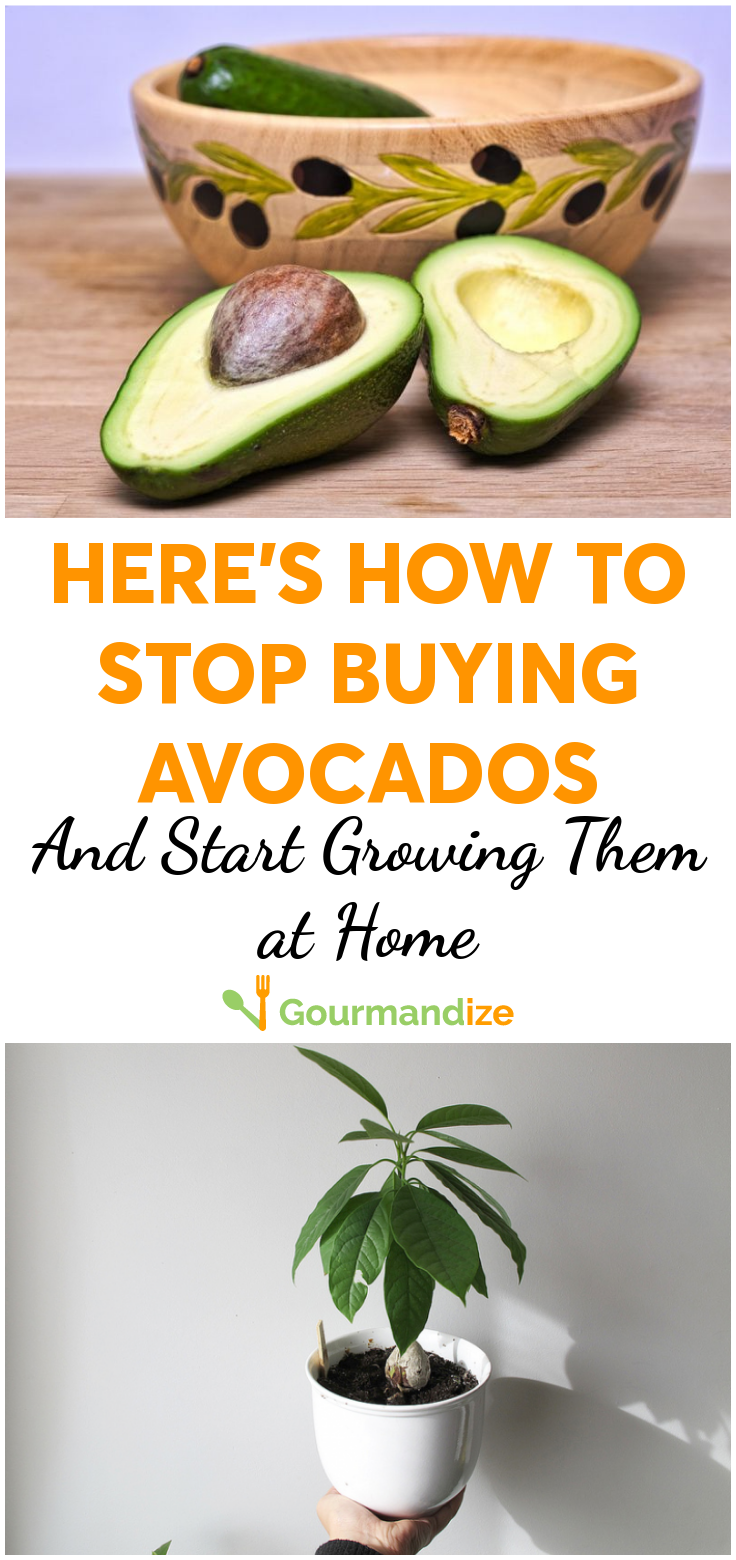 how to grow avocado at home in india