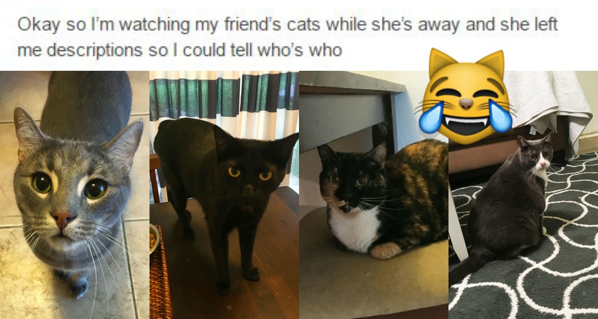 This Cat Owner Left Her Sitter the FUNNIEST Descriptions of Her Cats!