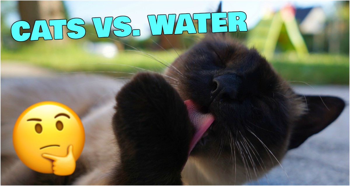 Ever Wondered Why Your Cat HATES Water So Much? Here's Why