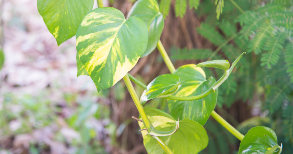 STOP With The Toxic Chemicals! This Weed Killer is 100% Natural