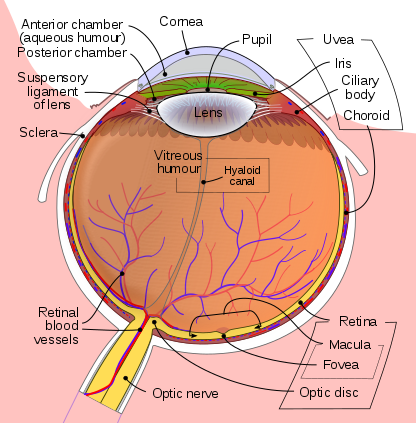 What Causes Eye Floaters?
